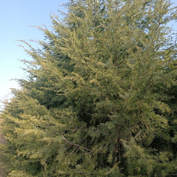 優(yōu)質(zhì)**出售