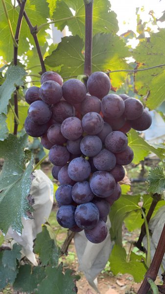 汪疃鎮(zhèn)孫家溝村葡萄園