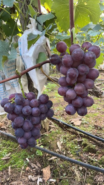 汪疃鎮(zhèn)孫家溝村葡萄園