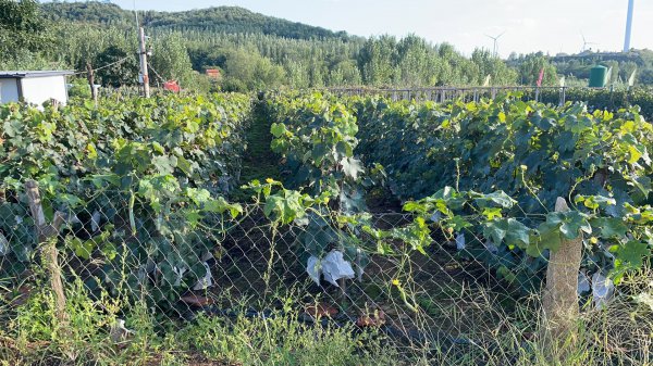 汪疃鎮(zhèn)孫家溝村葡萄園