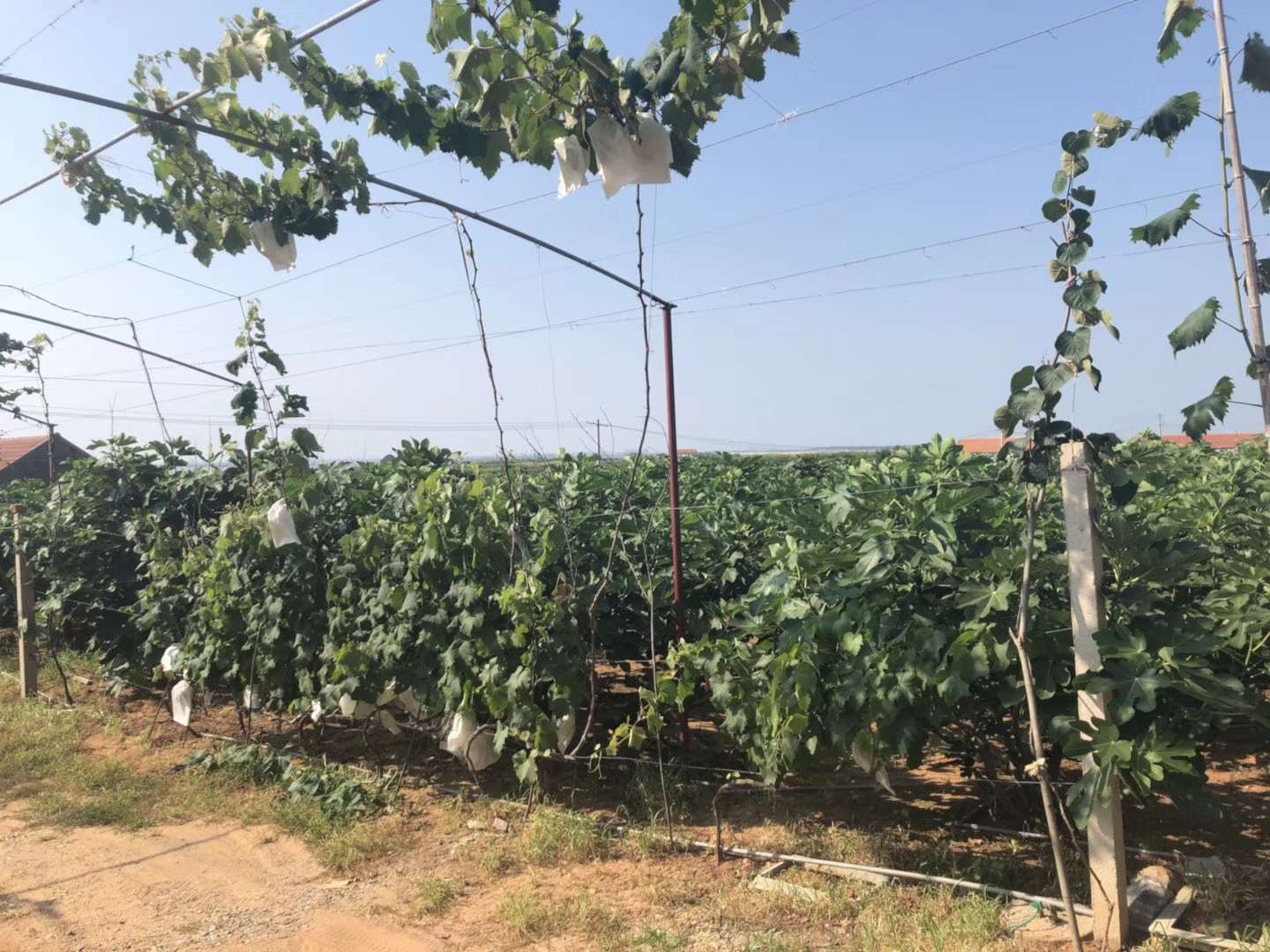 無花果果園出租出售